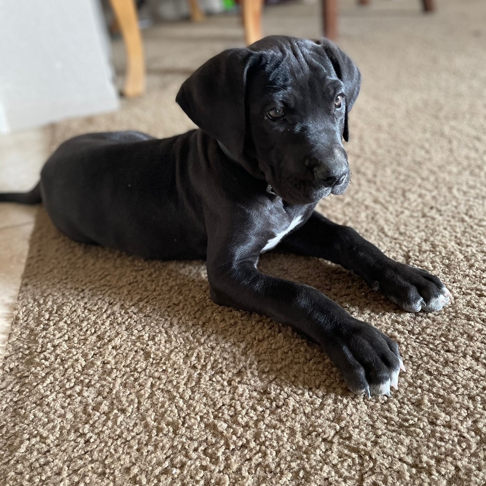 Meet your Posher, Esmeralda